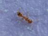 Temnothorax (unifasciatus)